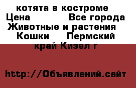 котята в костроме › Цена ­ 2 000 - Все города Животные и растения » Кошки   . Пермский край,Кизел г.